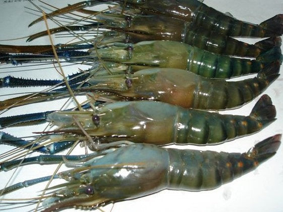 Premium Head On Water Shrimp