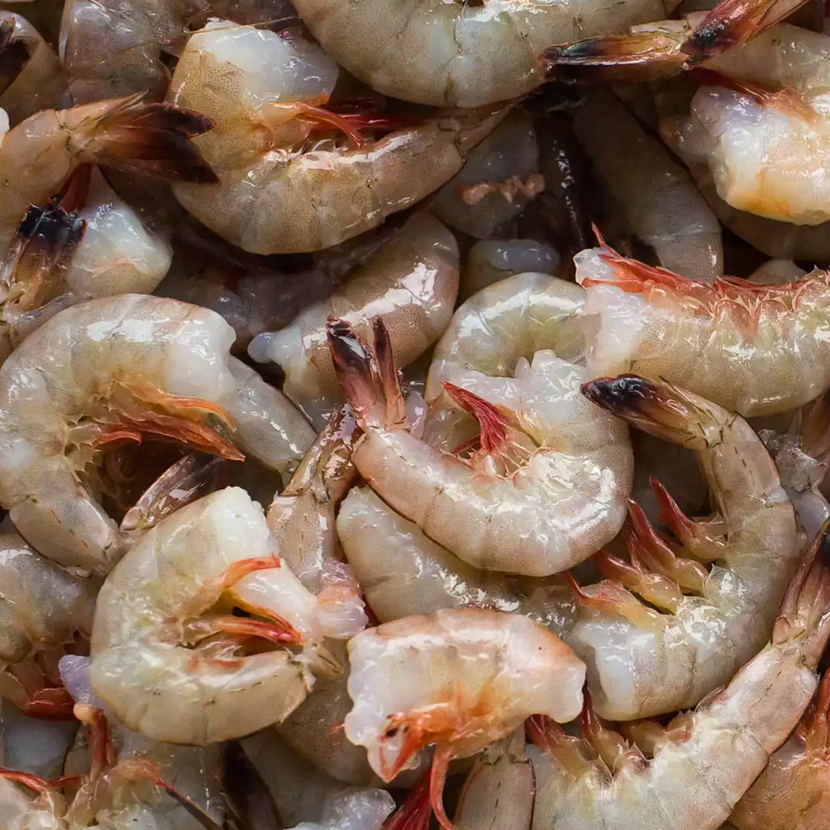Fresh Frozen Vannamei White Shrimp Headless Shell-On