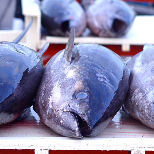 Frozen Yellow Fin Tuna Head & Tail